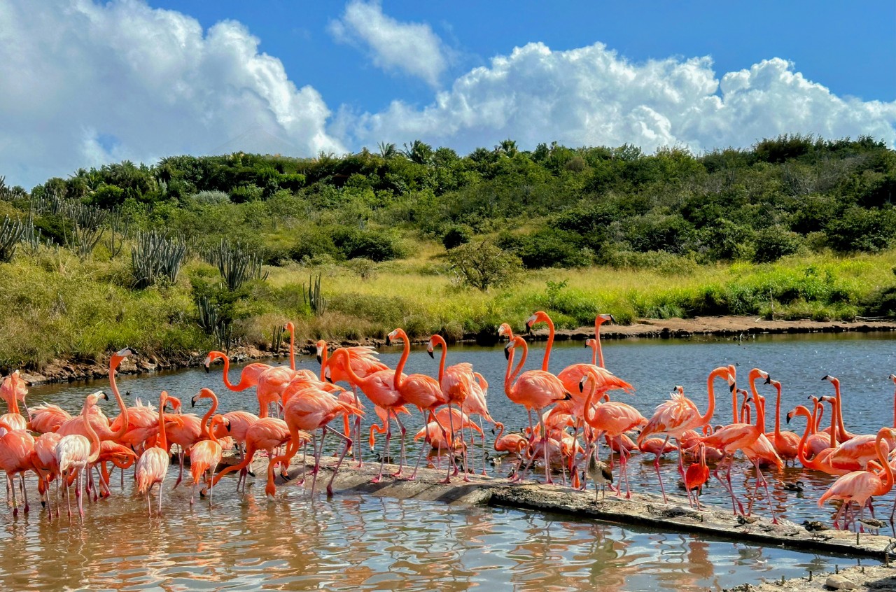dozens of pink flamingos on water