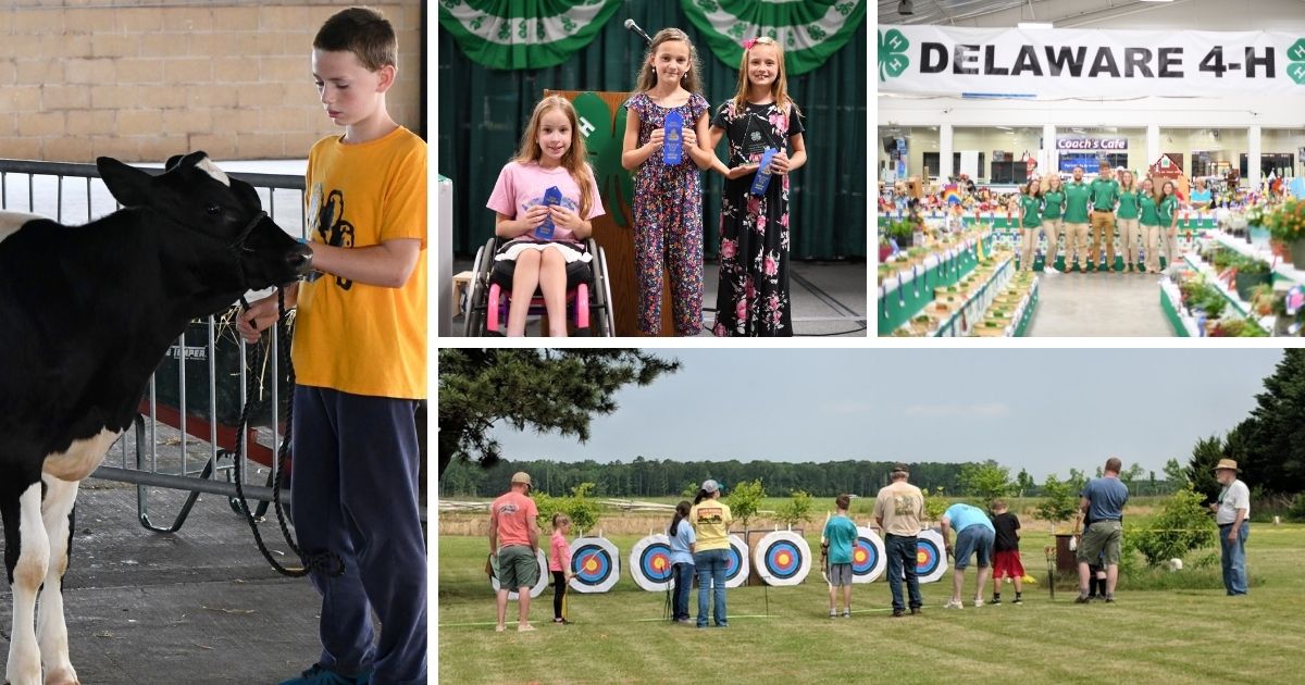 A collage of 4-H events from summer camp and cow camp to archery contests and public speaking.