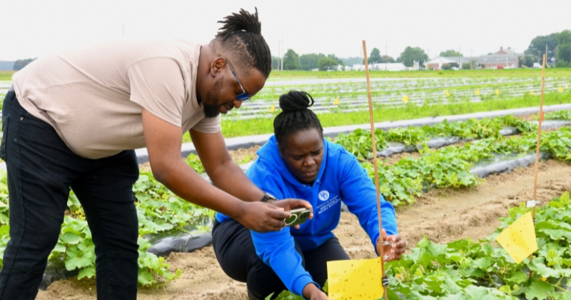 University of Delaware entomology Ph.D. student Kudzai Mafuwe (center) uses artificial intelligence to improve pest management and began field testing this growing season. University of Delaware entomology Ph.D. student Kudzai Mafuwe (center) uses artificial intelligence to improve pest management and began field testing this growing season.