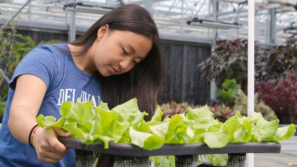 university of delaware agriculture student handling produce