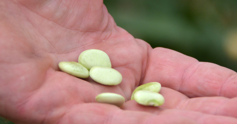 利马豆是特拉华州种植最广泛的蔬菜作物，在全州种植面积约14000英亩。 