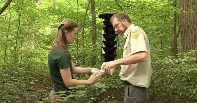 野生动物生态与保护专业的汉娜·斯莱辛斯基（Hannah Slesinski）与特拉华州林业局（Delaware Forest Service）合作，检查陷阱，并识别对全州树木造成破坏的入侵昆虫。