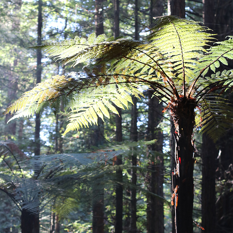 新西兰罗托鲁瓦，一棵沐浴在阳光下的植物。 