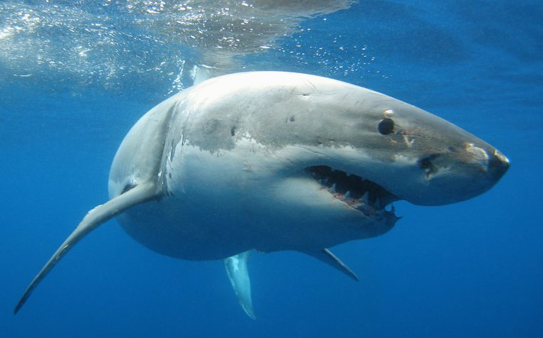 Great White Shark underwater picture