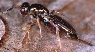 Roptrocerus xylophagorum