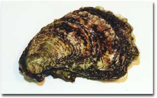 American oyster