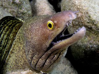 Purplemouth moray eel