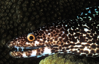 Spotted moray eel