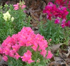 Snapdragons
