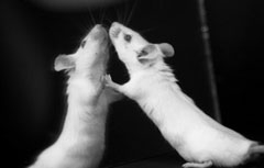 A mouse