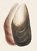 Mytilus trossulus