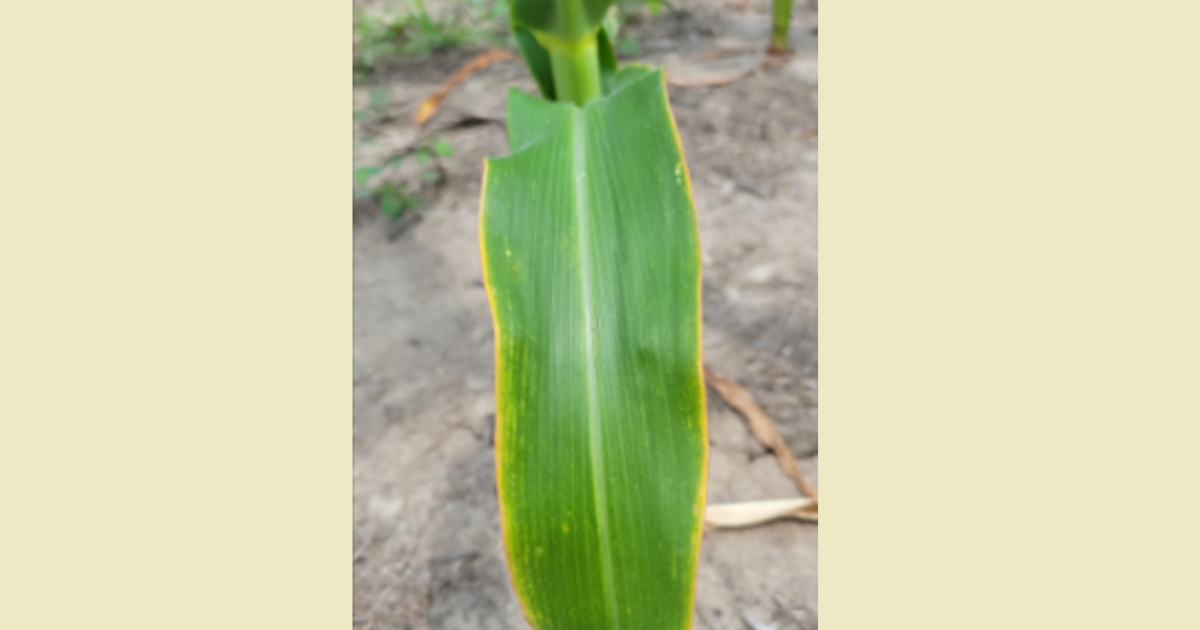 salt222 - 1 Figure 1: This corn ear leaf in an SWI field has the classic yellowing along the leaf edge where potassium is lacking due to excess magnesium in the soil.