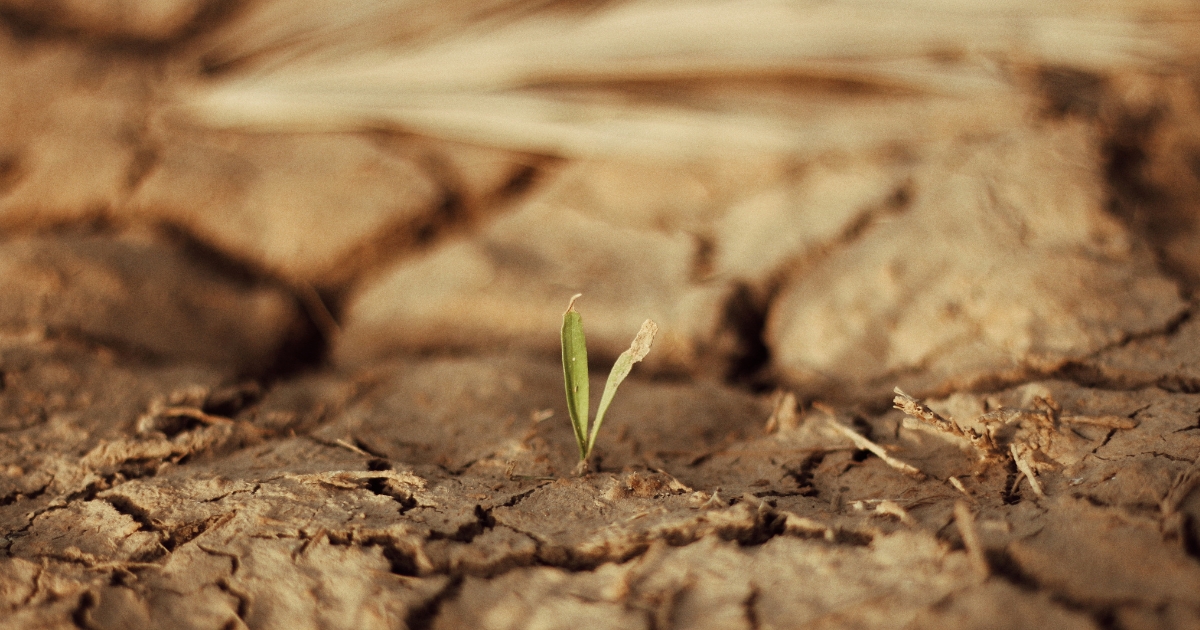 A photo dried cracked soil with a small plant trying to grow through A photo dried cracked soil with a small plant trying to grow through