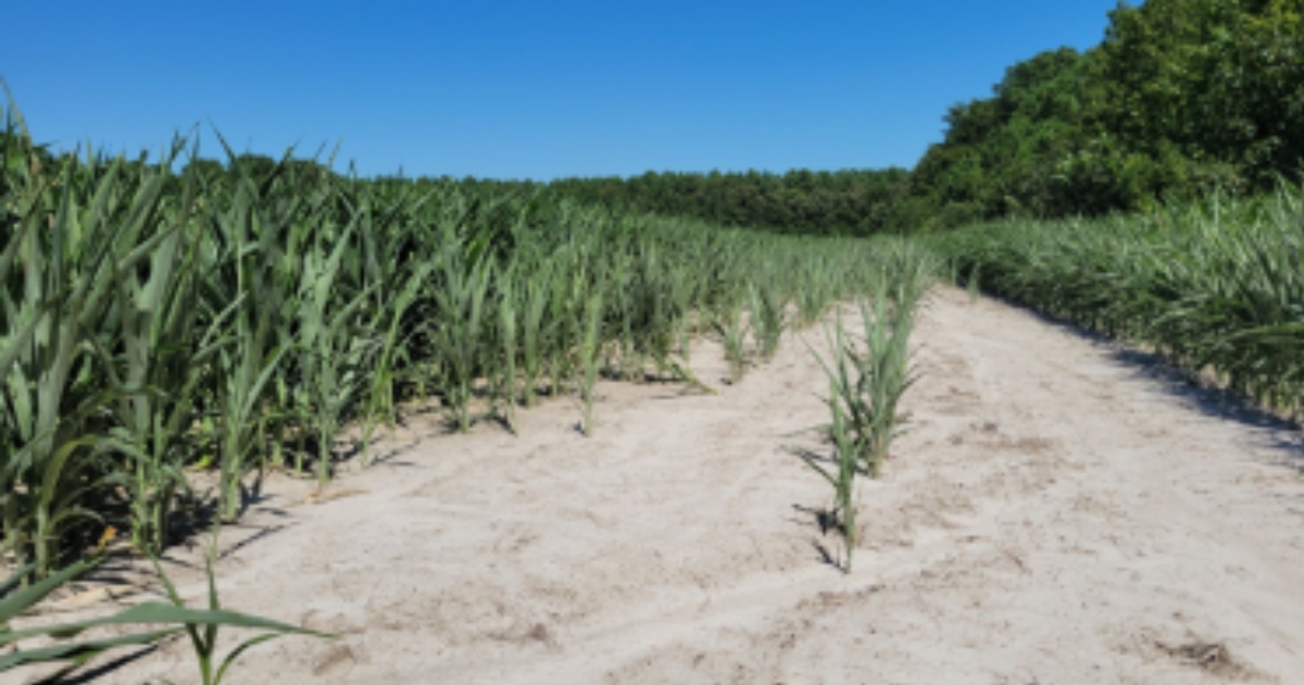 salt555 - 1 Figure 3: Later-stage corn in a SWI field where bare spots show a lack of germination while established plants and curling due to exacerbated drought conditions.