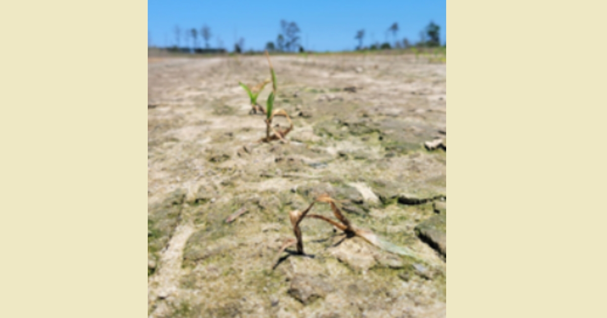 salt444 - 1 Figure 2: Early-stage corn in a SWI field dying due to excess soil salinity.