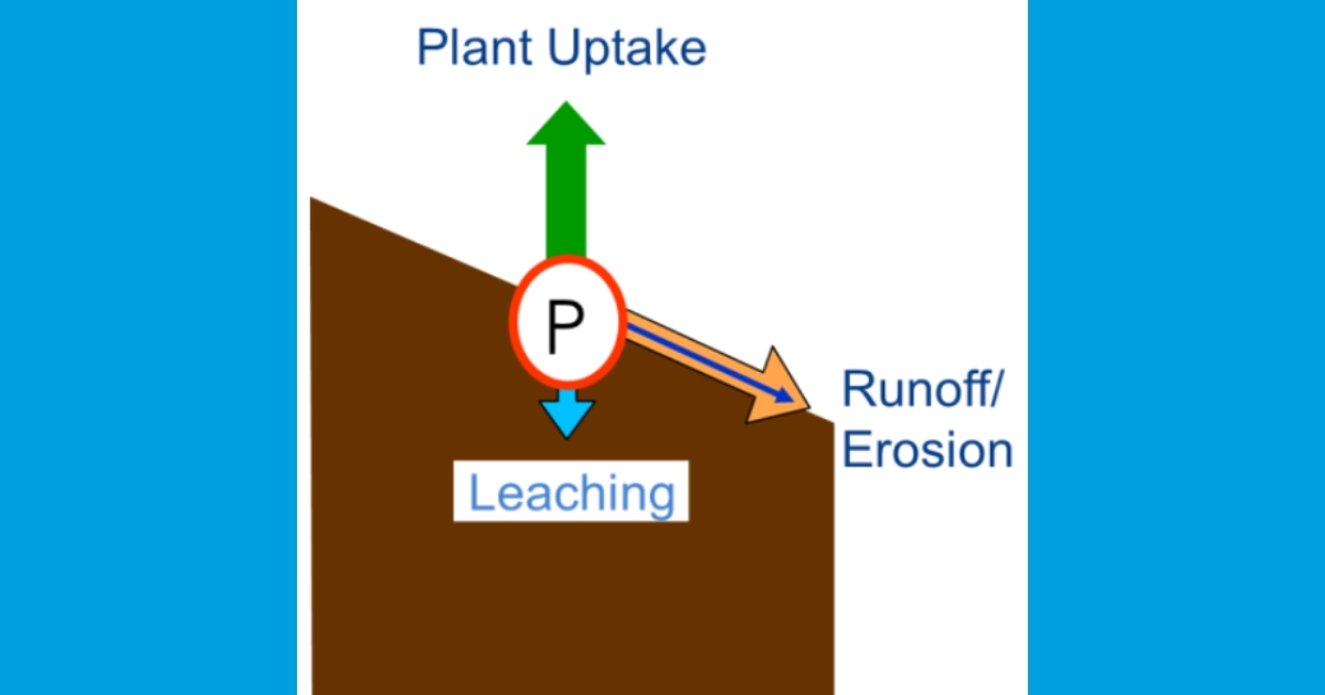 den2 - 1 Figure 2. Simplified depiction of the mechanisms of P loss from agricultural fields. Figure credit: Amy Shober, University of Delaware.