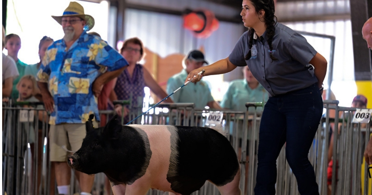 Yasmin Cruz shows off her pig Kenny at the Delaware State Fair. Yasmin Cruz shows off her pig Kenny at the Delaware State Fair.