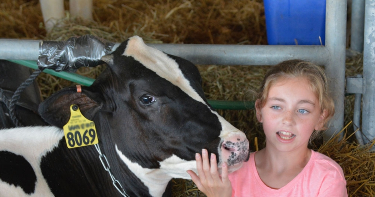 A young girl with her cow A yong girl with her cow