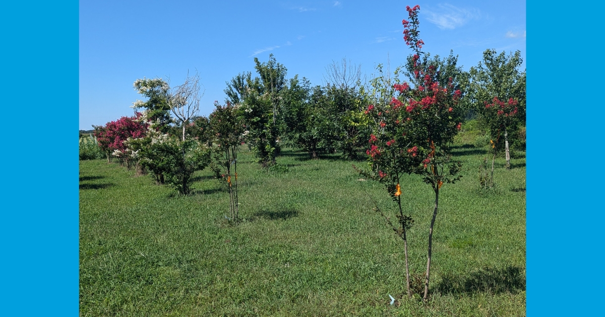 Figure 1: The research project planted crape myrtle Figure 1: The research project planted crape myrtle