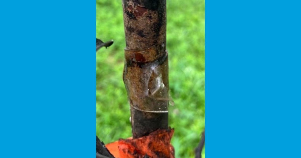 Figure 3: Double-sided sticky tape on the tree Figure 3: Double-sided sticky tape on the tree