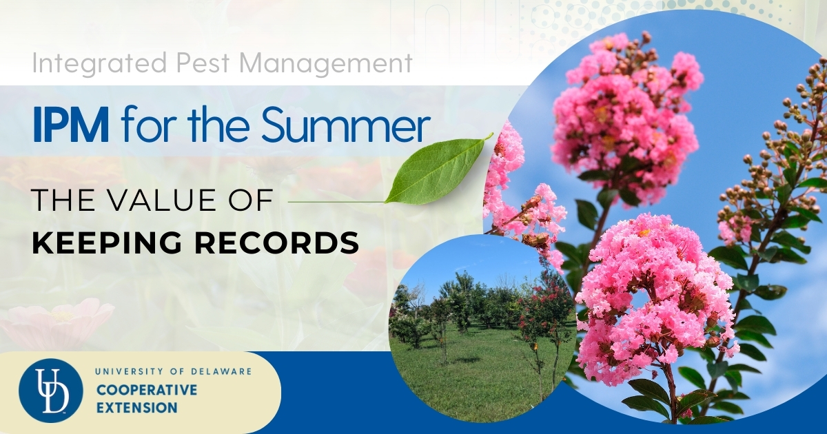 IPM for the Summer lead photo with two photos of crape myrtle trees IPM for the Summer lead photo with two photos of crape myrtle trees