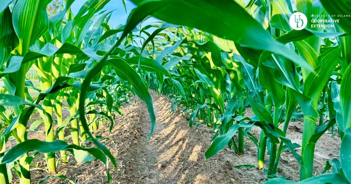 Inside a row of corn at the early stages of growth Inside a row of corn at the early stages of growth