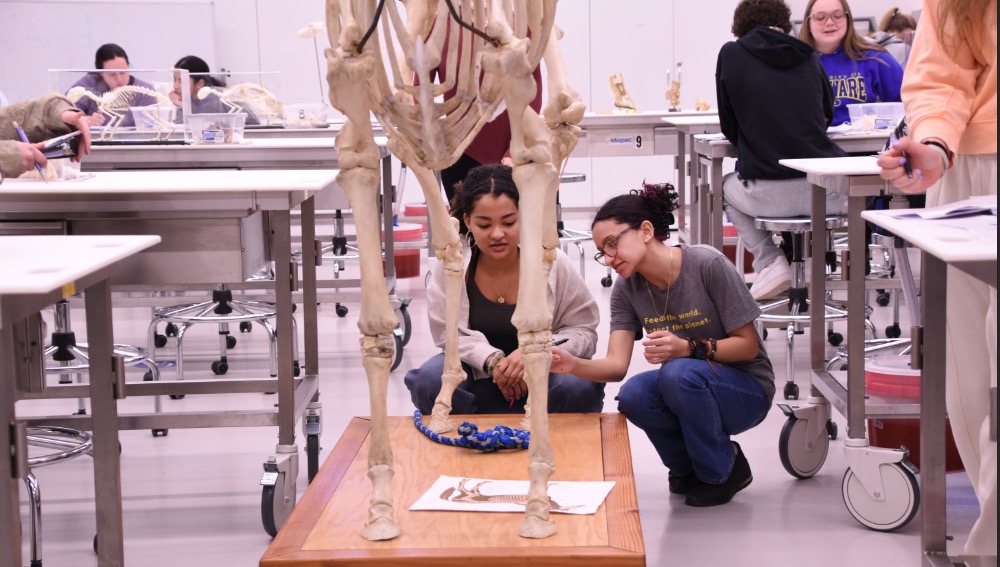 Students in the one-of-a-kind bones lab.