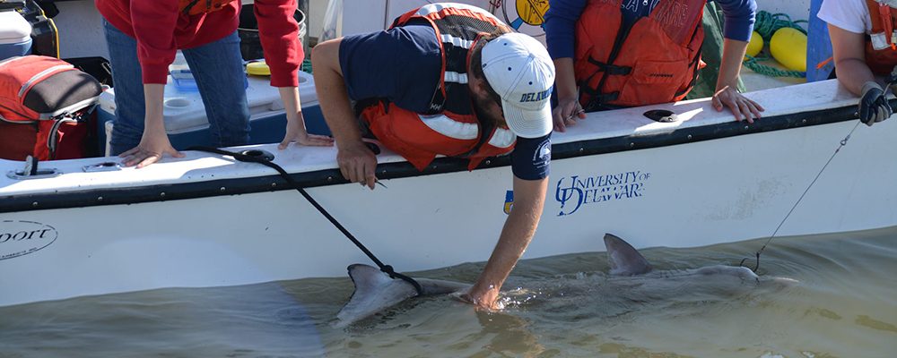 Students tagging a shark off one of the small boats
