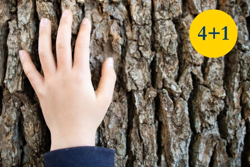 A child toching a tree.