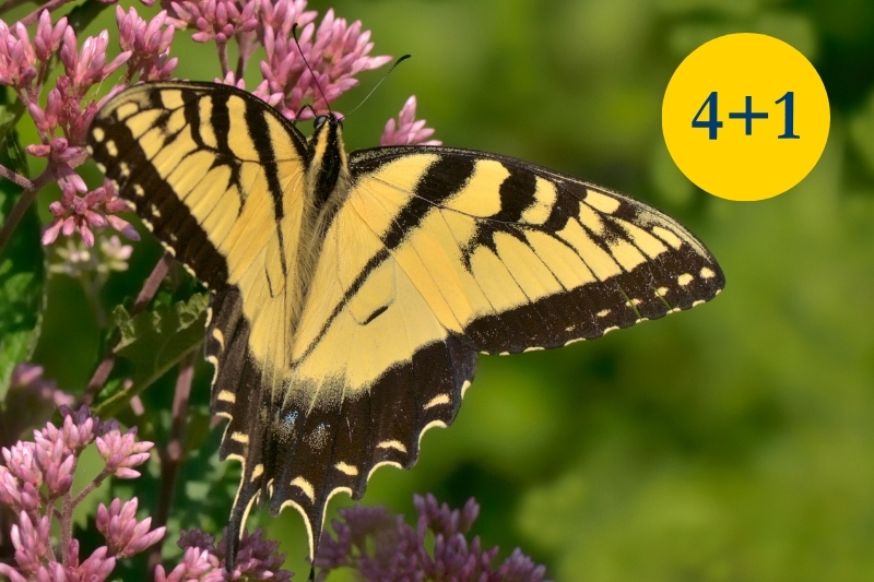 A butterfly on joe pye weed.