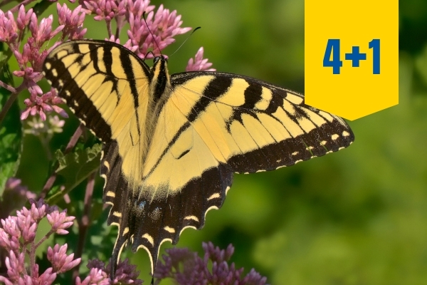 A butterfly on joe pye weed.