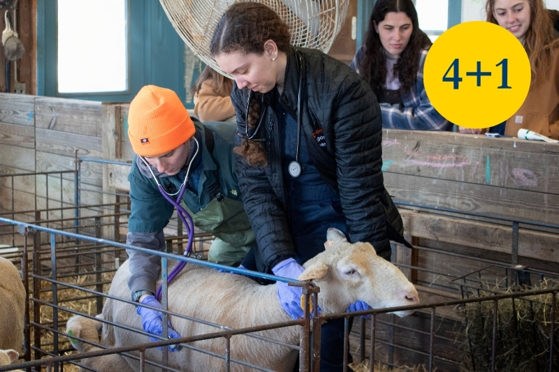 A student and teacher examining a sheep.