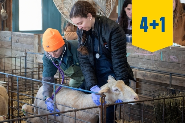 A student and teacher examining a sheep.