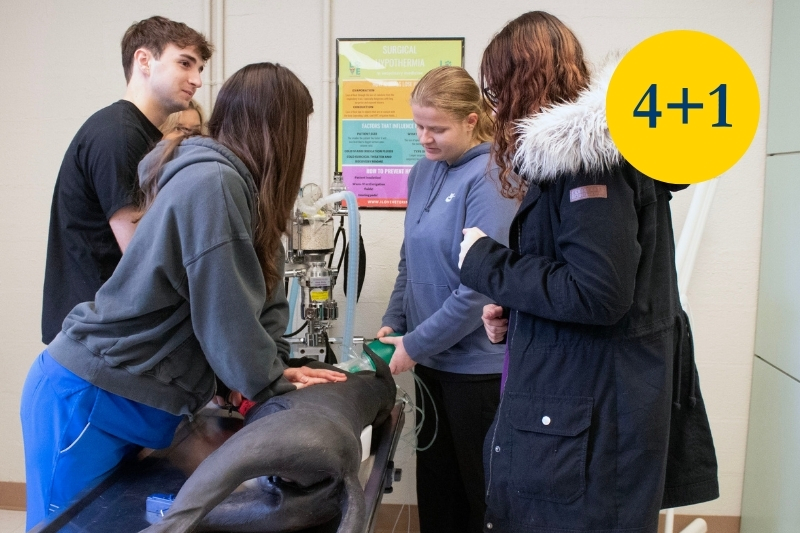 A vet lab examining a fake dog.