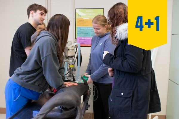 A vet lab examining a fake dog.