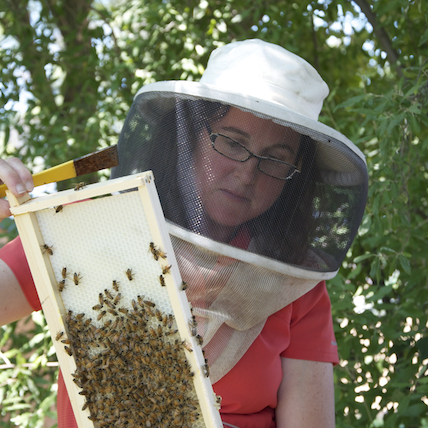 Deb Delaney works with a bee box.