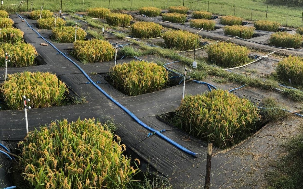 A test plot with black netting, stakes, irrigation setup and small water-logged pits.