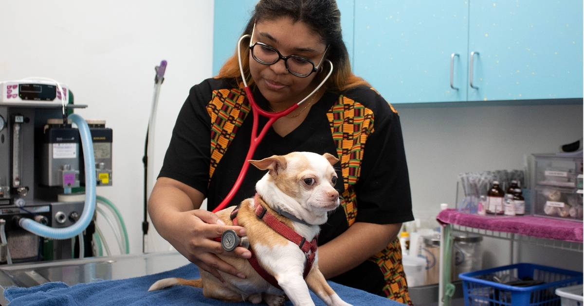 non-thesis_animal_sci_anfs_grad_website_properties_img_canr_1200x630 - 1 A student working with a puppy in the vet studio.