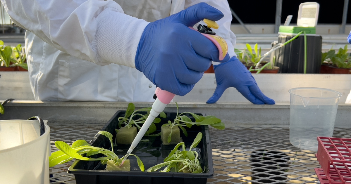 _graduate_website_properties_img_canr_1200x630 - 10 A student using a pipette to innoculate lettuce.