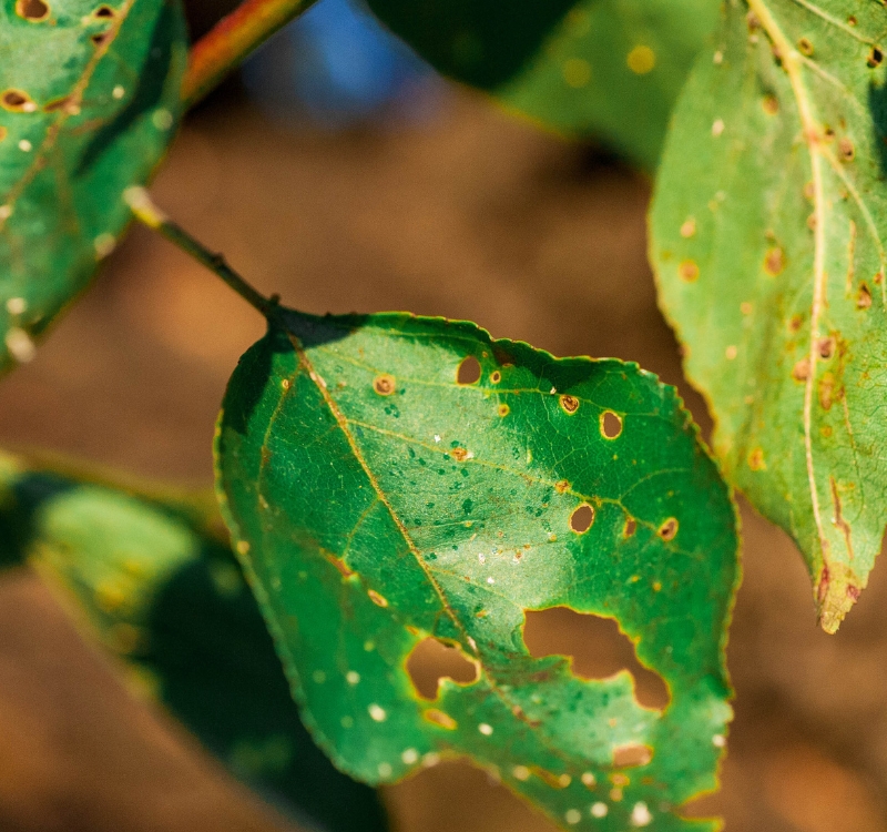 A diseased leaf.