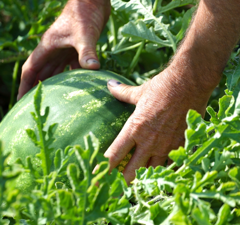 A person picking a watermelon from a field.