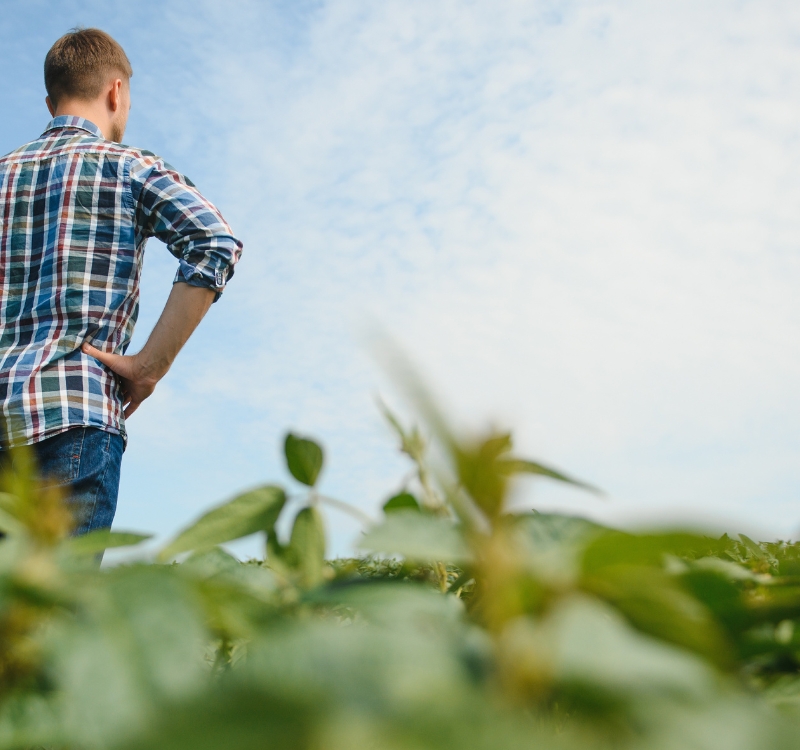 A drone surveying a field.