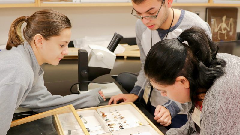 Students viewing an insect display