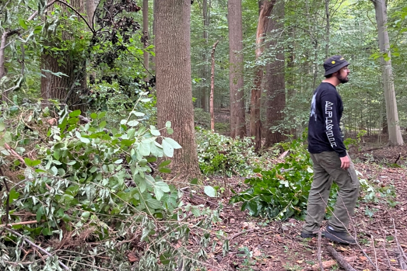 Students working to remove invasive plants in a forested area