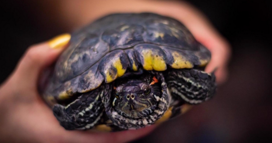 A group member holding a red-eared slider.