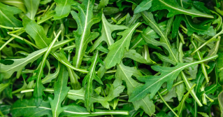 A pile of picked arugula