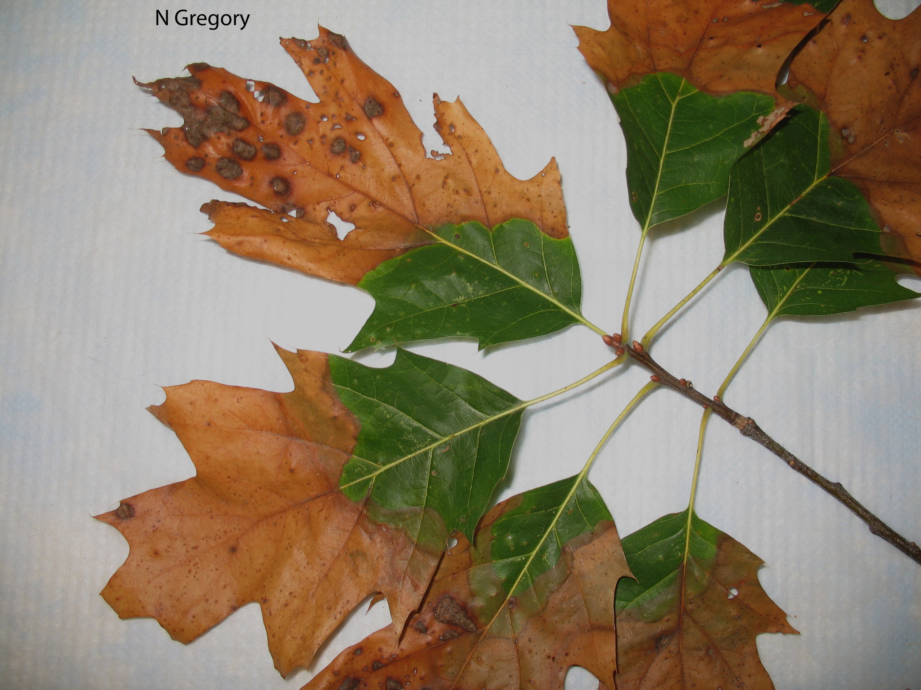 BACTERIAL LEAF SCORCH BACTERIAL LEAF SCORCH