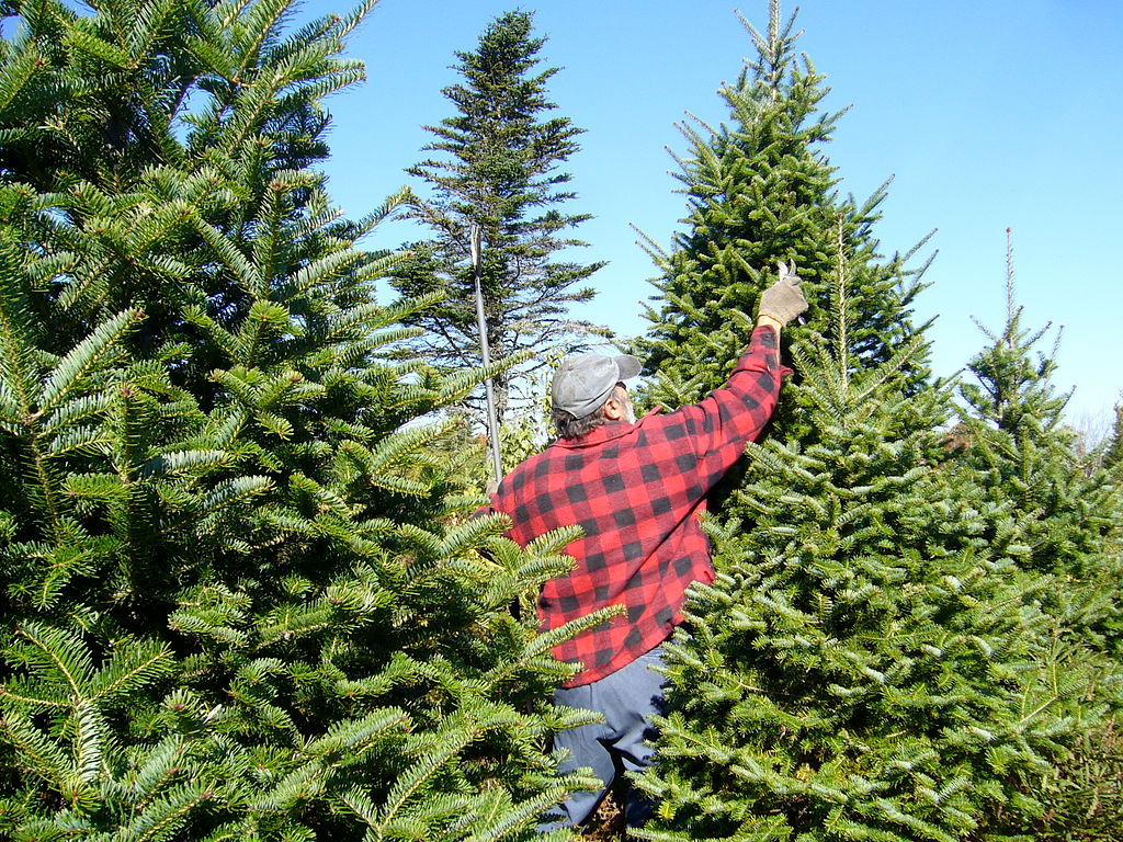 A man pruning a Balsam Fir evergreen tree A man pruning a Balsam Fir evergreen tree