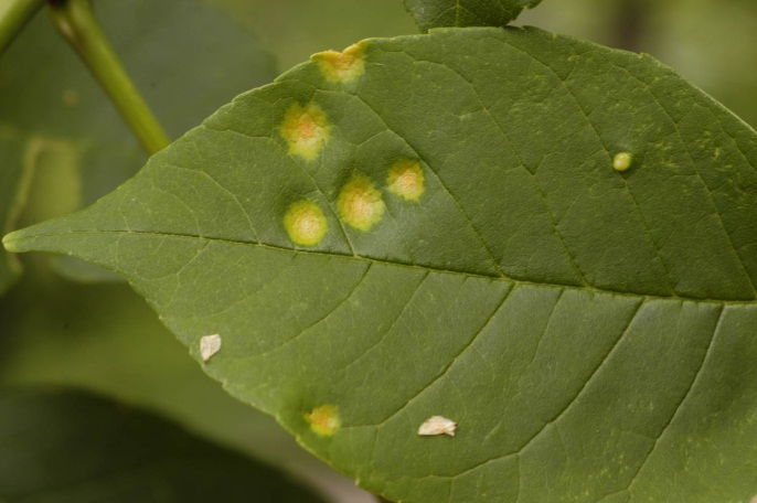 Ash Rust on a leaf Ash Rust on a leaf