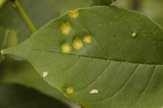 Ash Rust on a leaf